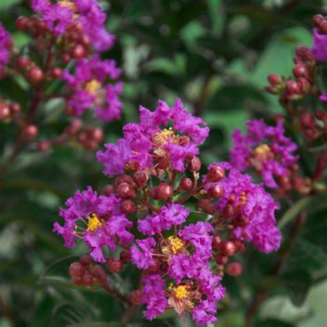 Harnessing the Floristic Potential of Lagerstroemia Purple Magic: Creative Uses in Floral Arrangements